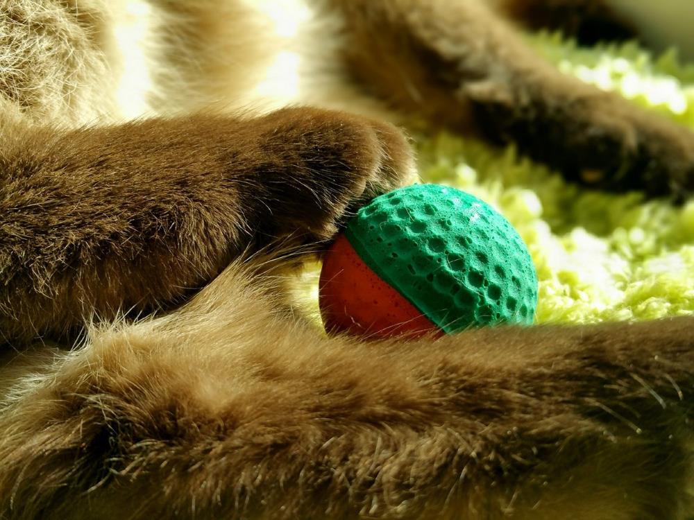 Katzenbälle