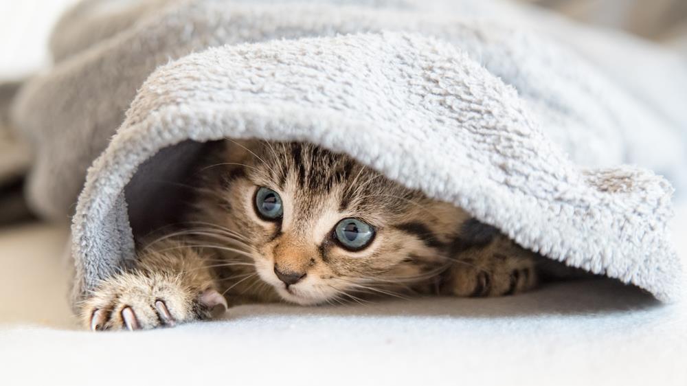 Katze Lässt Sich Nicht Decken