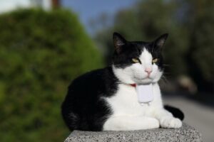 GPS Tracker für Katzen