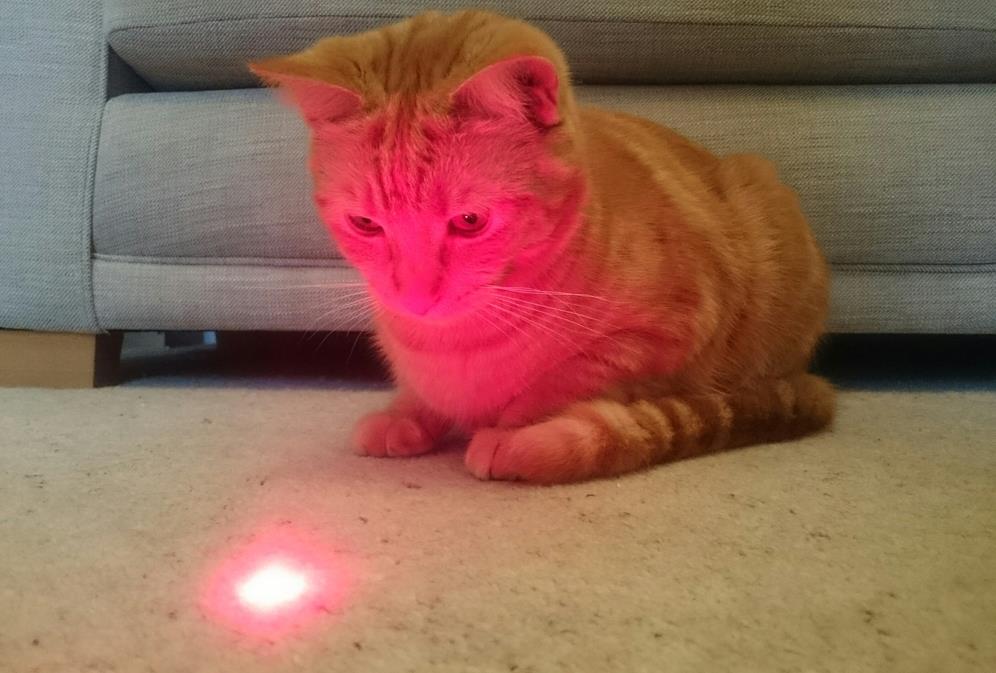 Katzen-Laserspielzeug