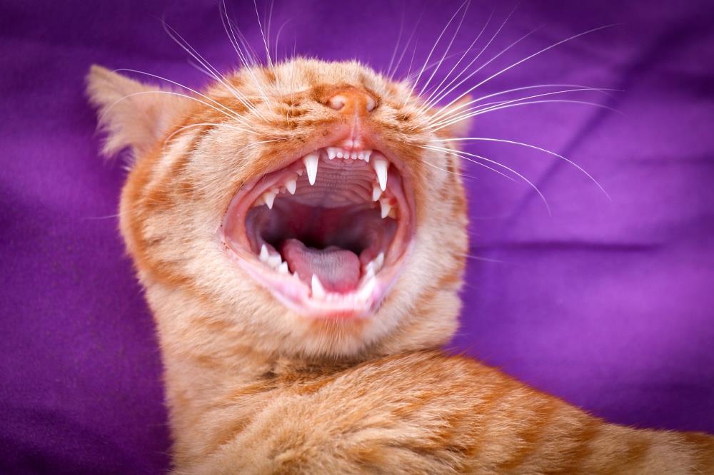 Snacks für Katzen zur Zahnpflege