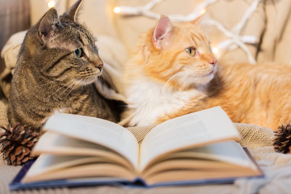 Katzenerziehung mit Büchern