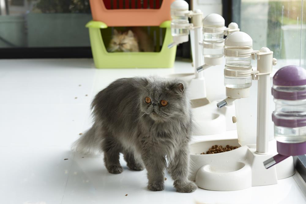 Futterspender für Katzen