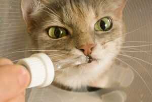 Nahrungsergänzung für die Katze