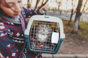 Katzen unterwegs