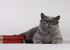 Katzenbücher
