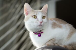 Katzenhalsband
