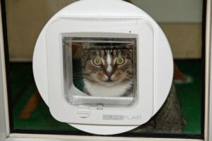 Moderne Katzenklappe