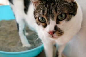 Die Katzentoilette
