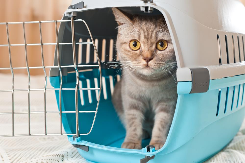 Katzentransport • Boxen, Taschen und Rücksäcke // Kaufratgeber