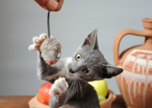 Plüschspielzeug für Katzen