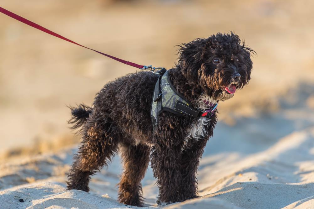 Affenpinscher