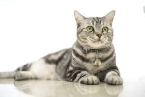 American Shorthair Katze