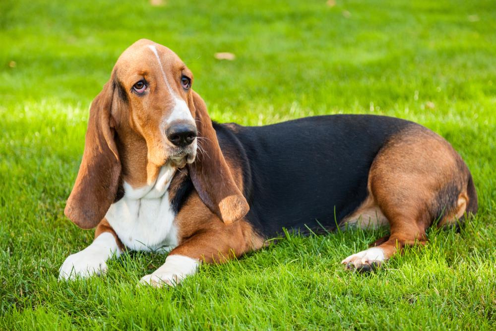 Basset Hund