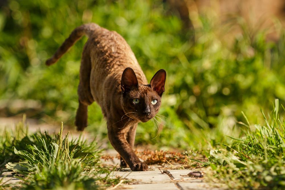 Cornish Rex