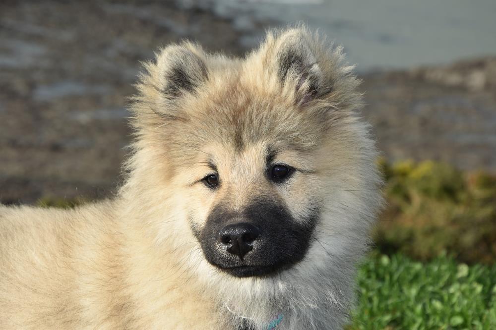 Eurasier