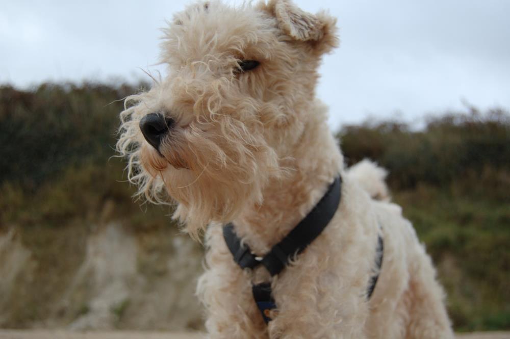 Foxterrier