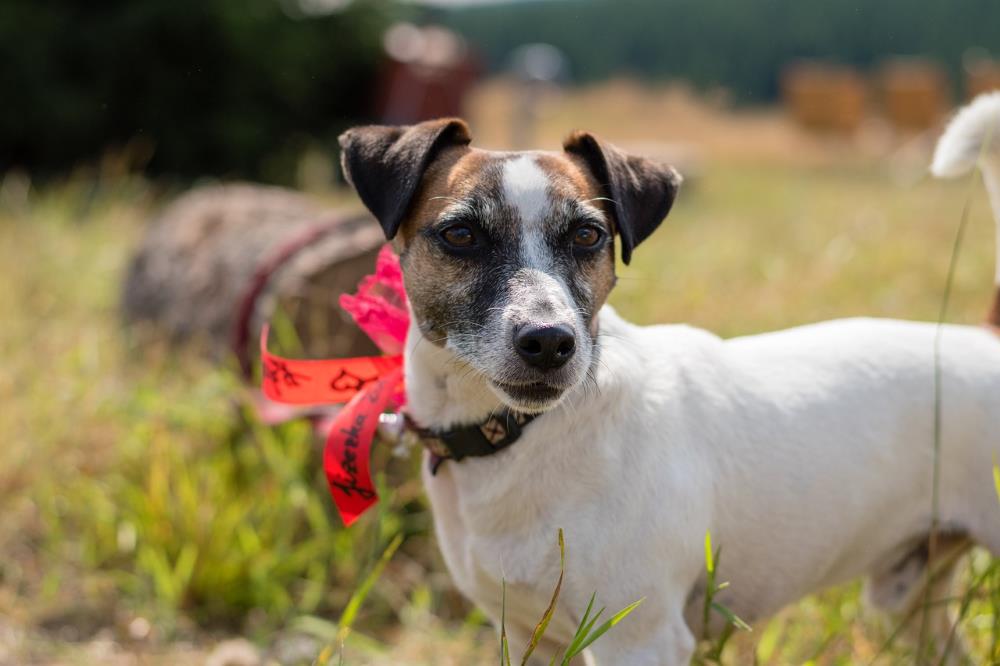 Jack Russell Terrier