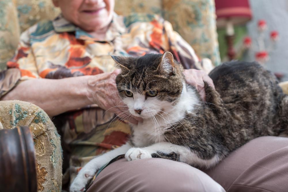 Katzen und alte Menschen