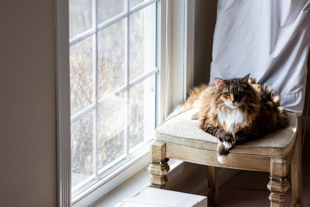 Katzen während des Urlaubs zuhause