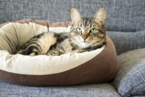 Katzenbett