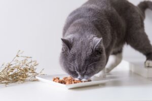 Katzensnacks