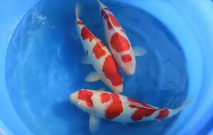 Kohaku Koi