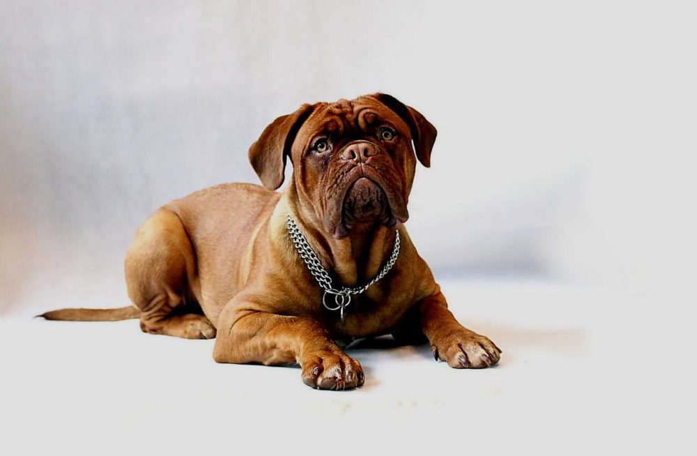 Mastiff