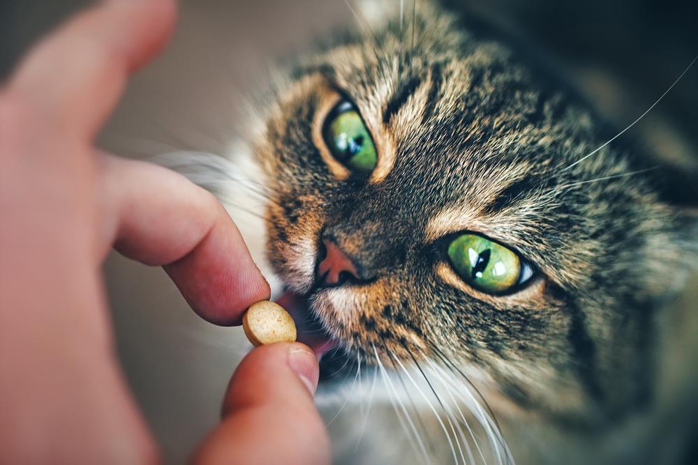 Katzen-Nahrungsergänzungen für die Fellgesundheit