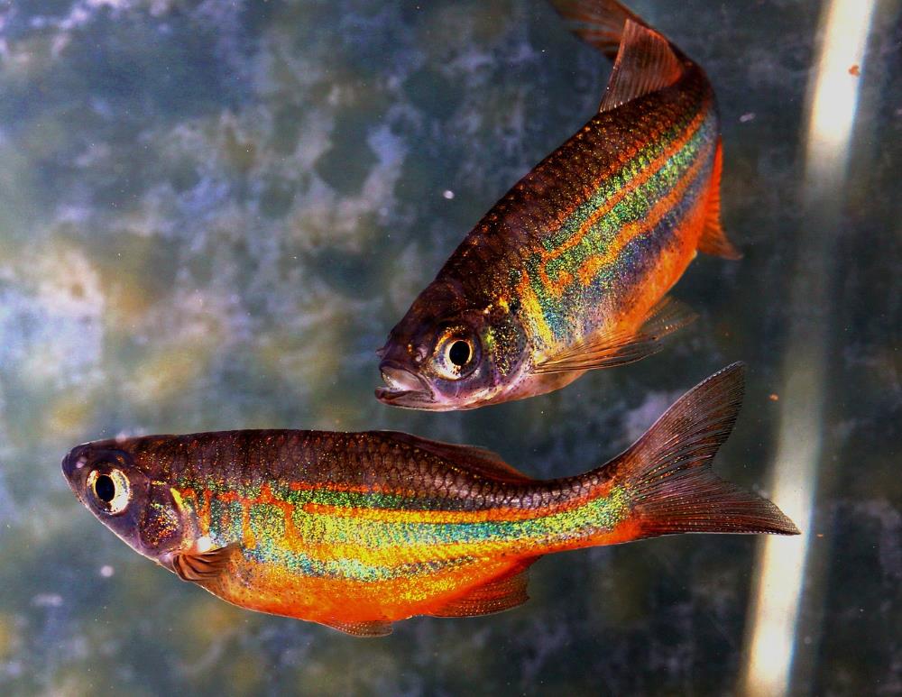 regenbogenfisch