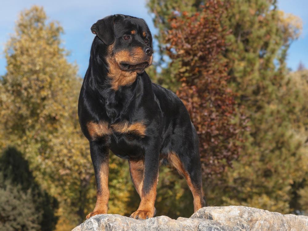 Rottweiler