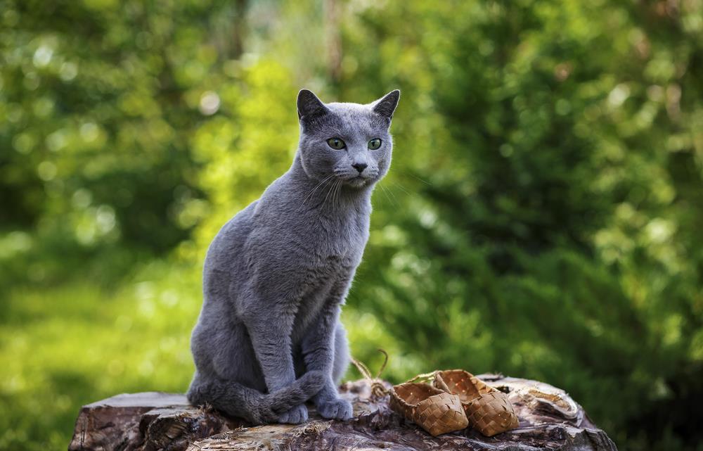 Russisch Blau Katze