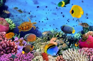 Saltzwasserfische in Ägypten