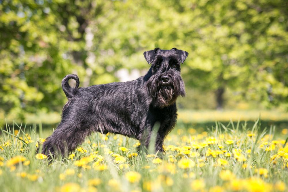 Schnauzer