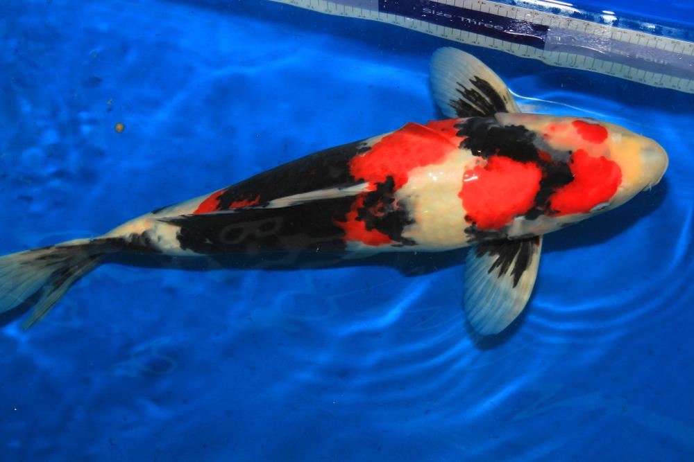 Showa Sanshoku Koi