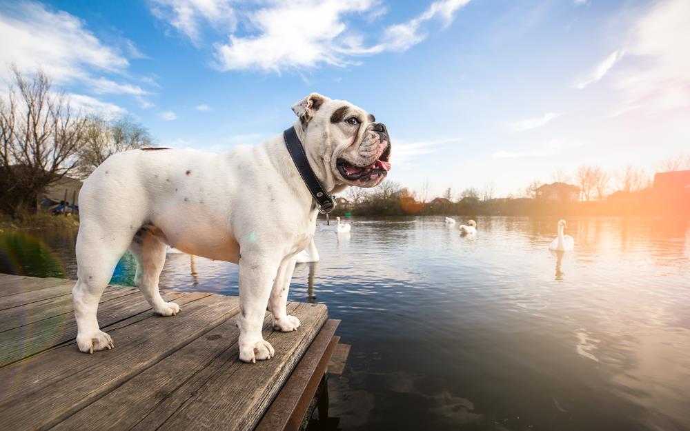 Weiße englische Bulldogge