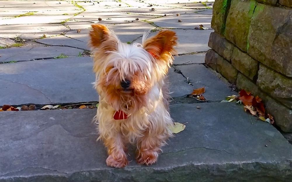 Yorkshireterrier