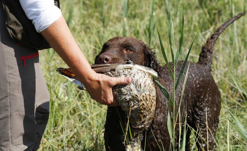 Curlie Coated Retriever