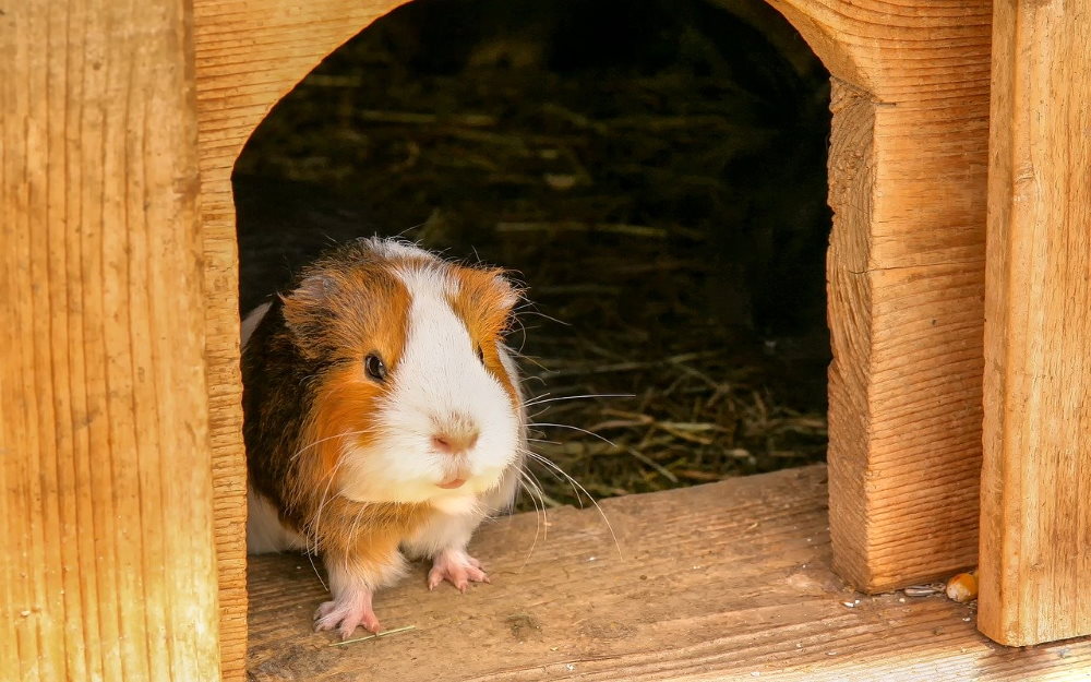 Meerschweinchen Häuser