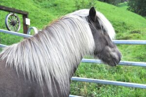 Isländer Pferd