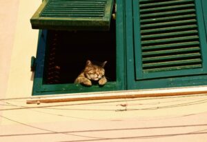Coronavirus bei Katzen
