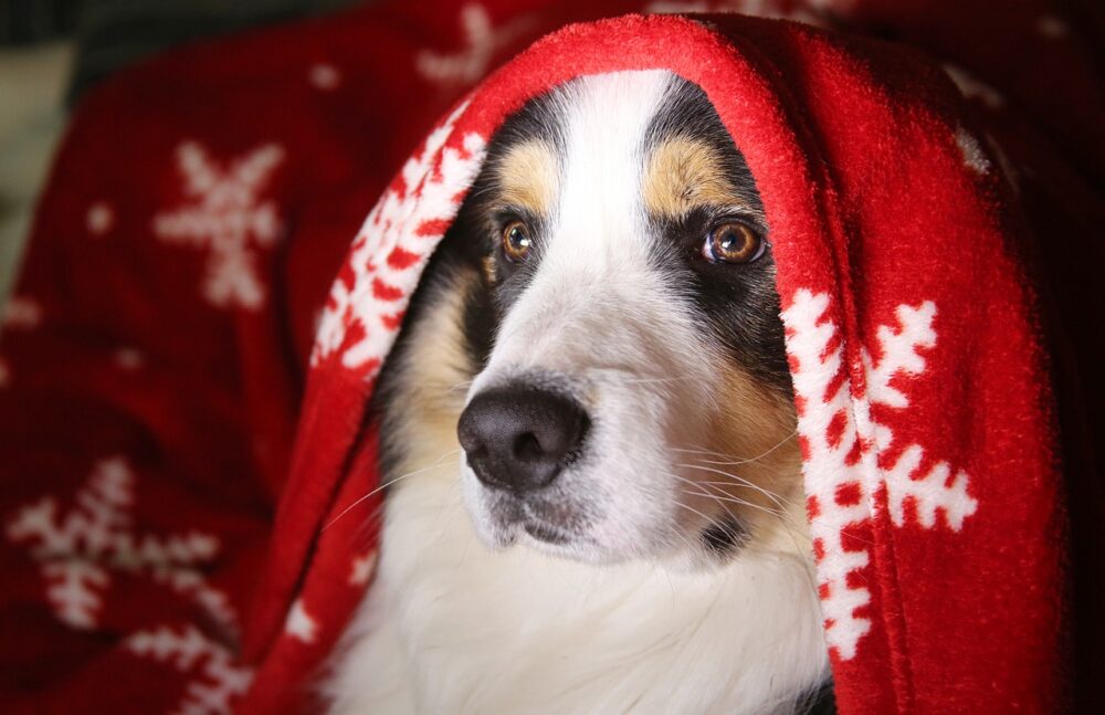 Hund zu Weihnachten in Corona Zeiten