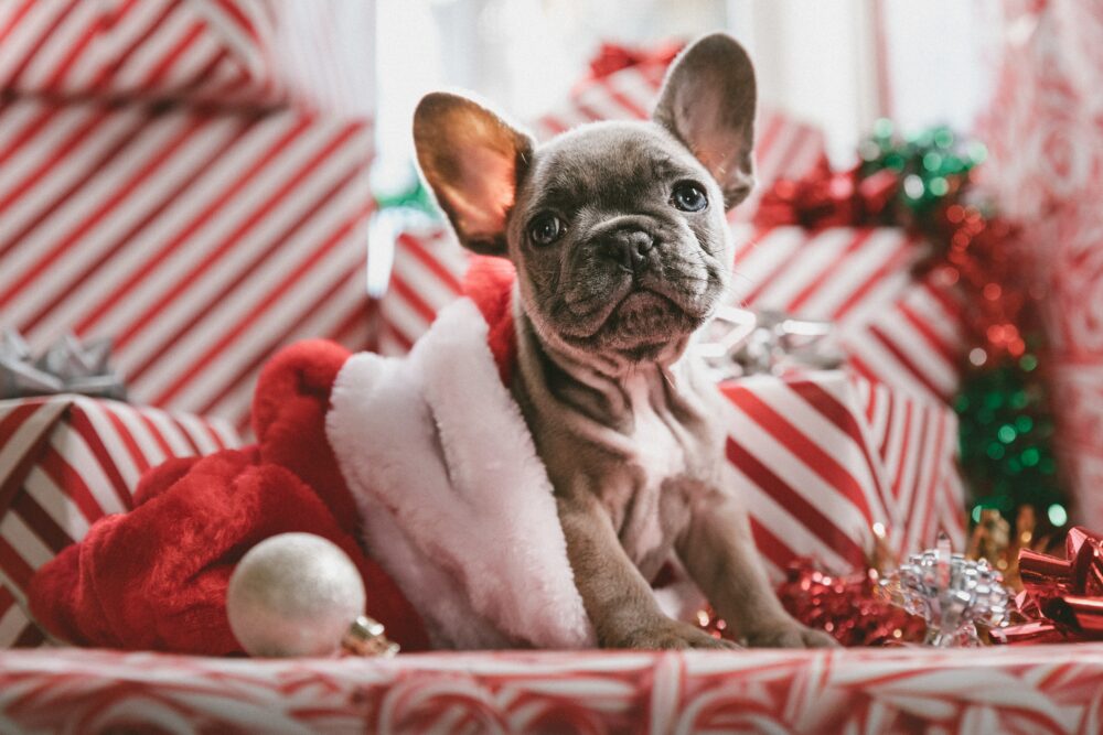 Hund zu Weihnachten