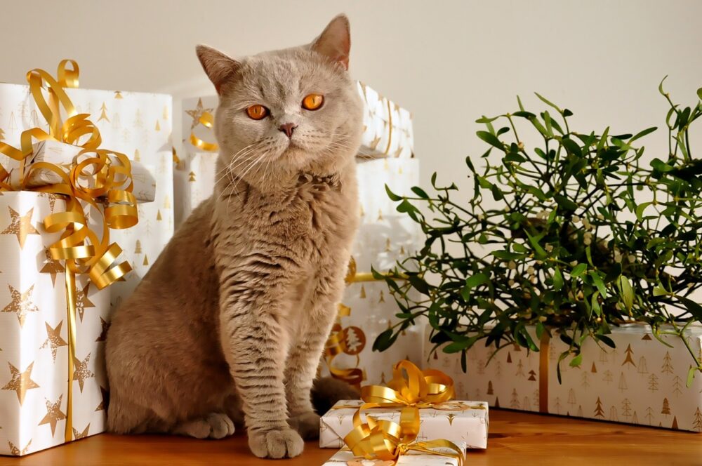 Katze Weihnachten