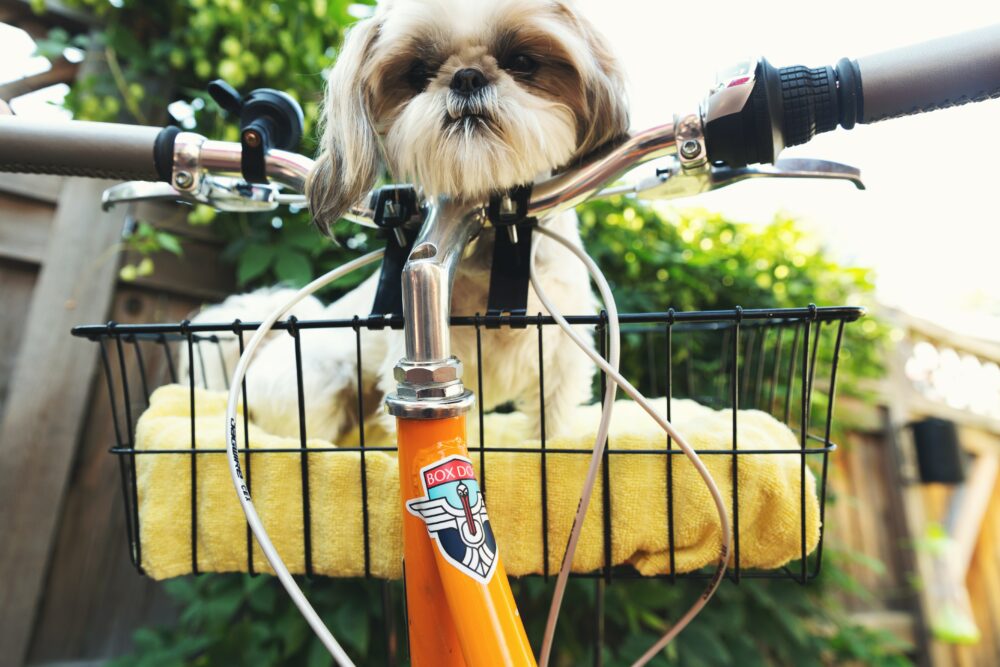 Fahrrad fahren mit Hund