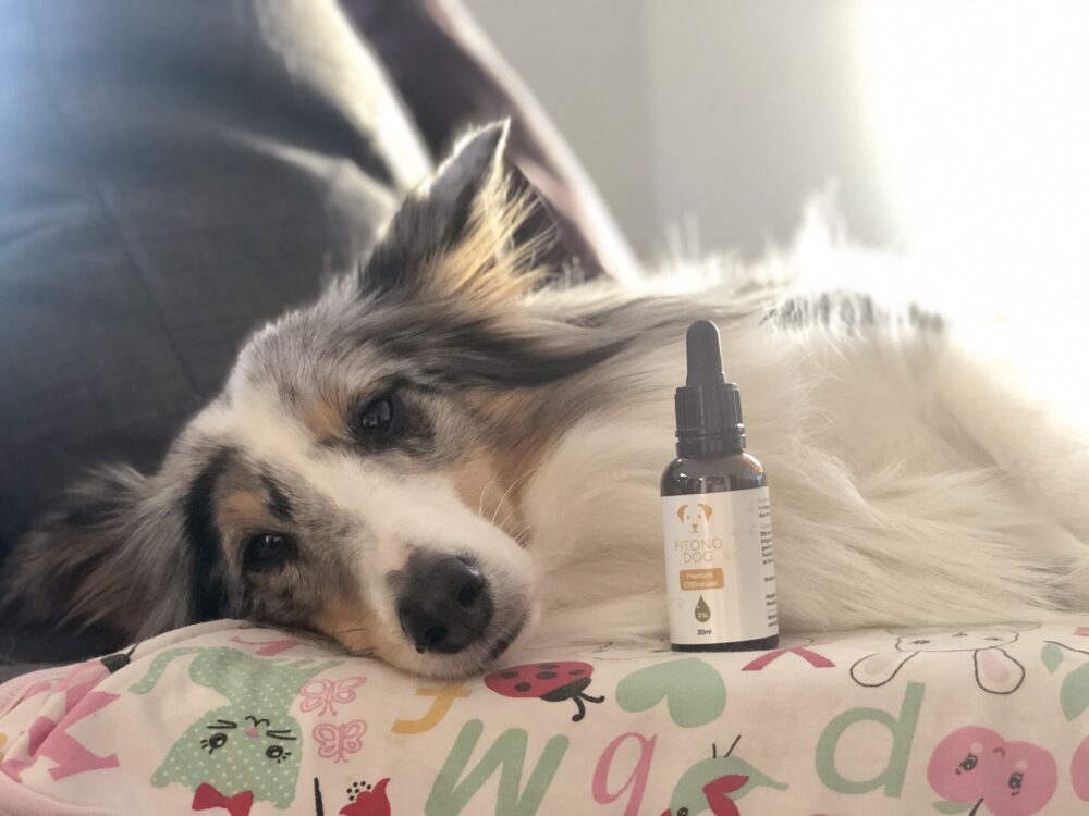 CBD Öl für den Hund