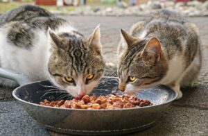 Zusammensetzung eines Katzenfutter