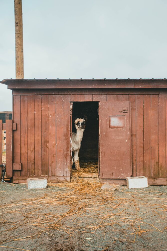 Tierhalter Haftpflichtversicherung