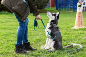 Hundeschule