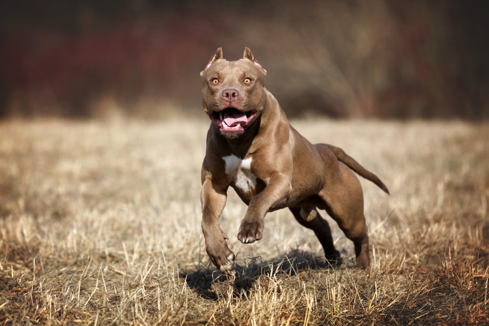 American Pit Bull Terrier